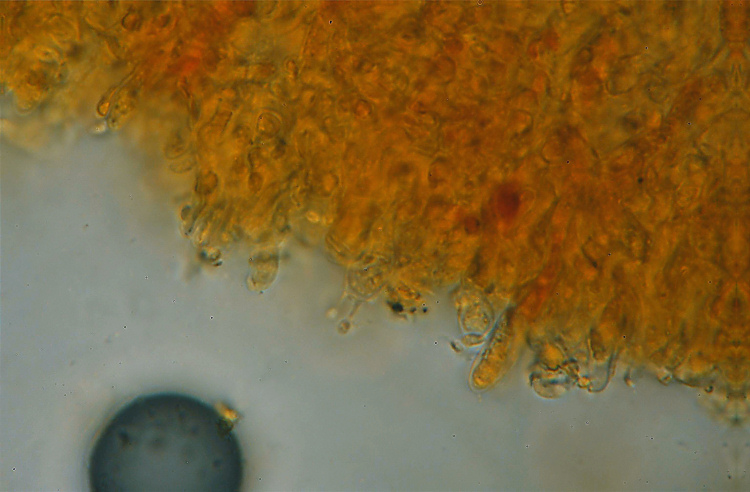 Sar� un Gloeophyllum...con bordi rossi - foto 4894